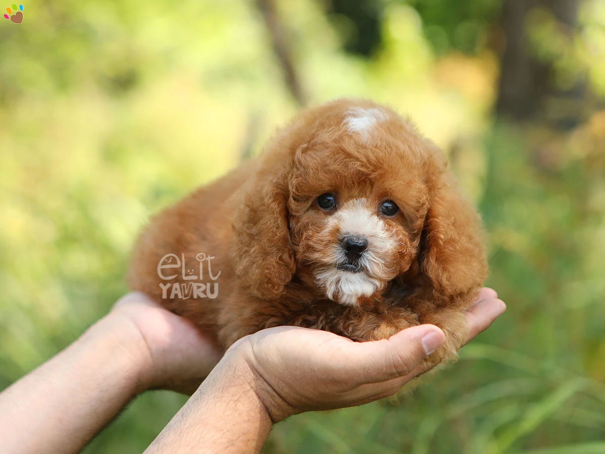 Poodle Sugar