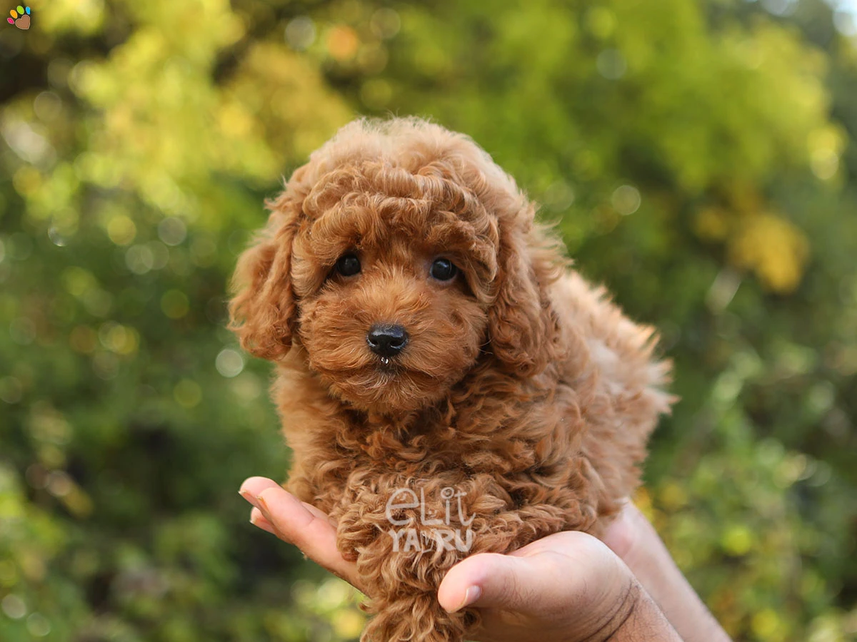Poodle Taco