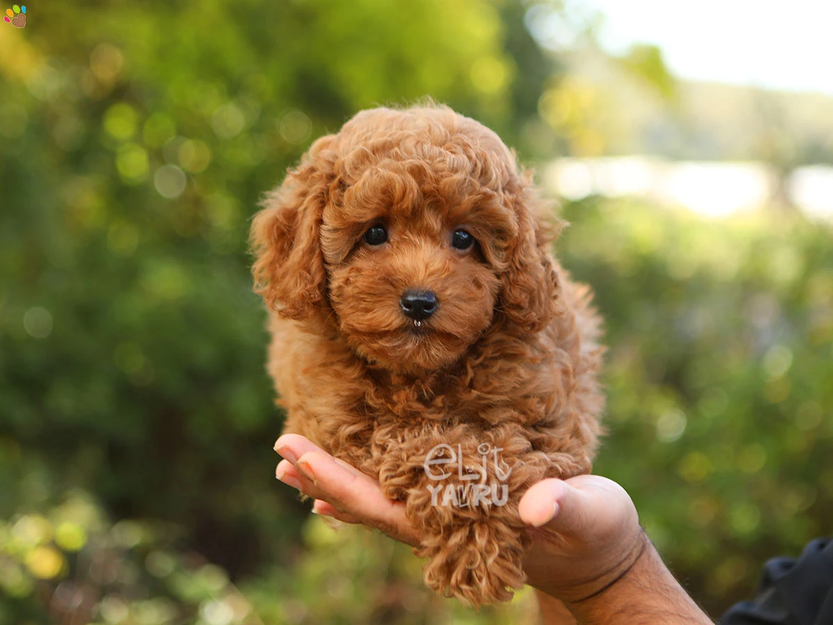 Poodle Taco 3
