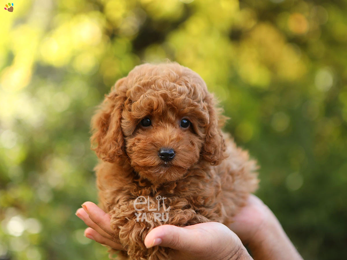 Poodle Taco 1