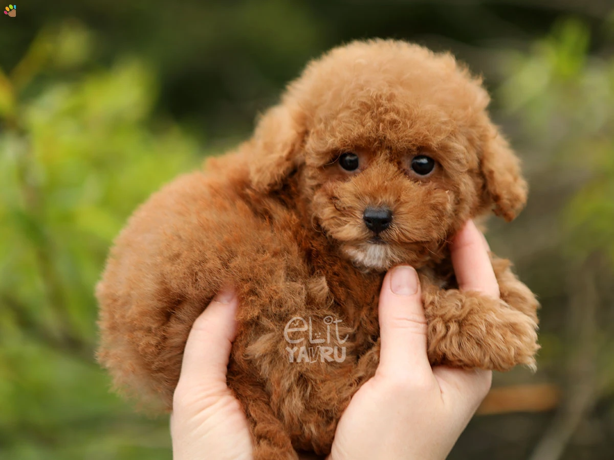 Poodle Teddy 1