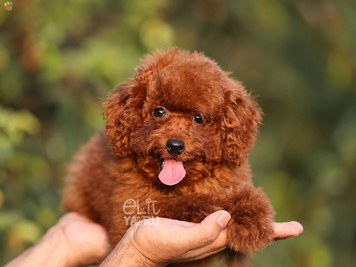 Poodle Tedy 4