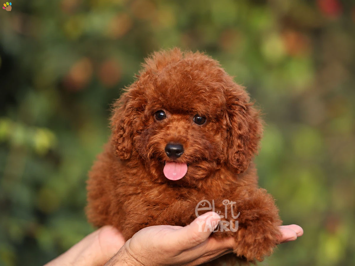 Poodle Tedy 2