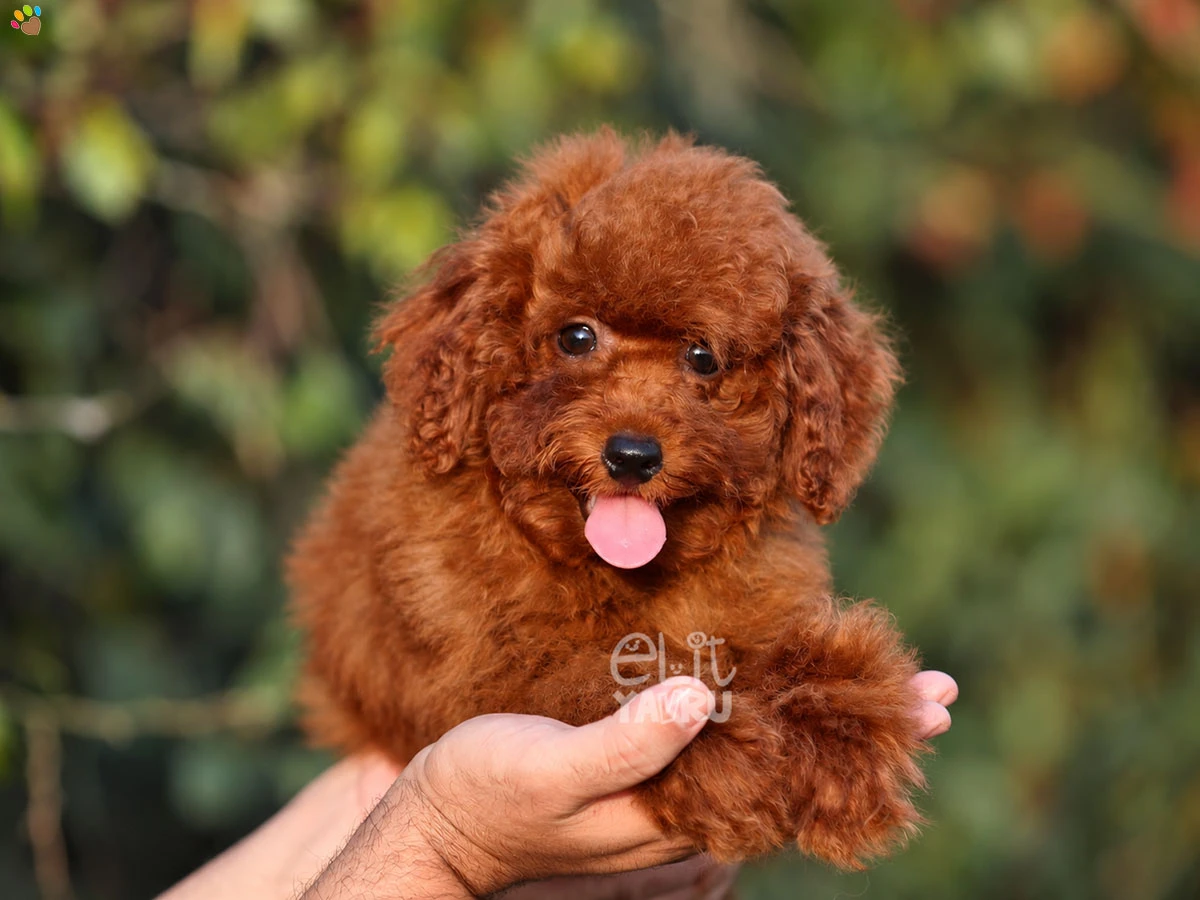 Poodle Tedy