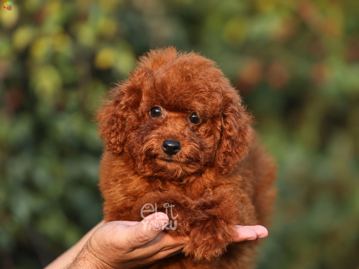 Poodle Tedy 1