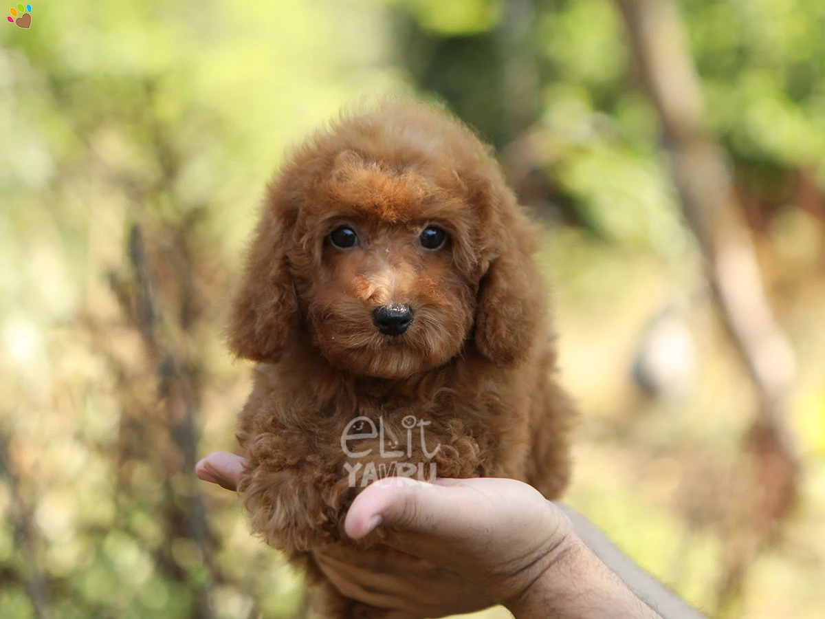 Poodle Tia