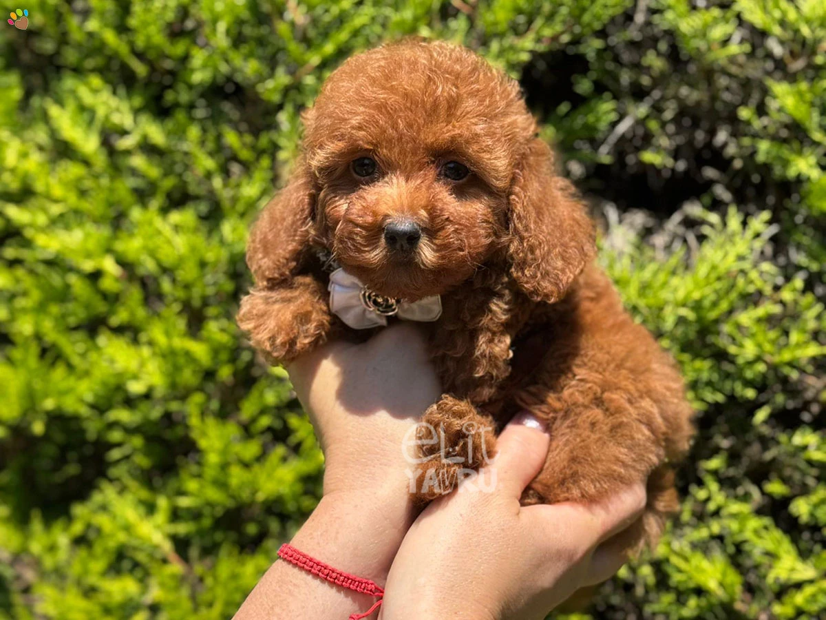 Poodle Tia
