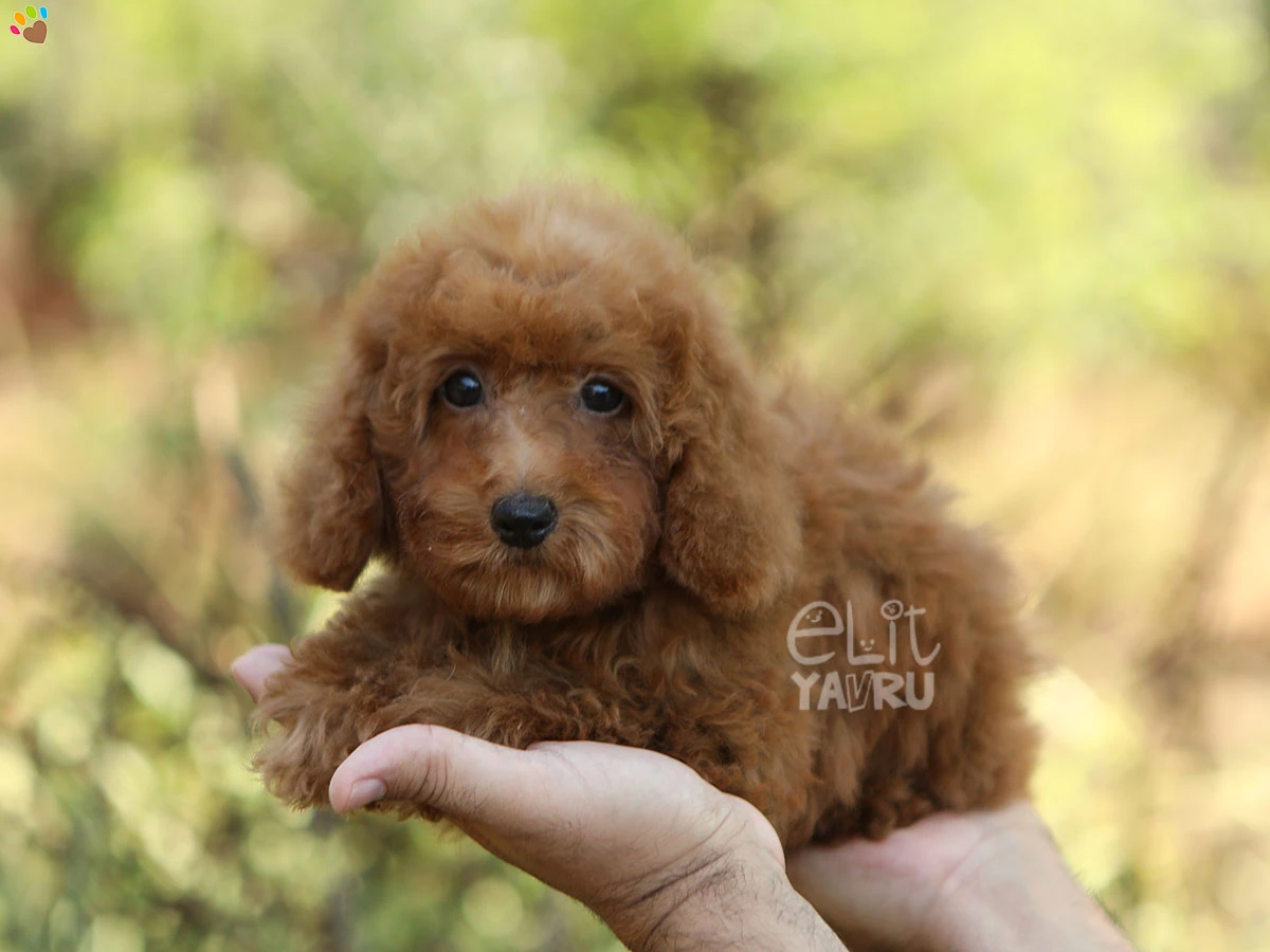 Poodle Tia 2