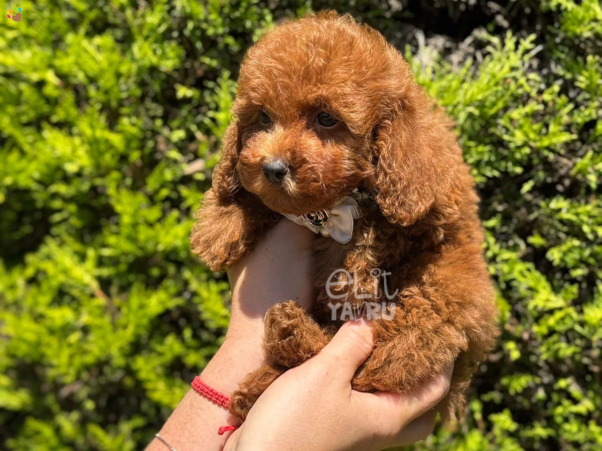 Poodle Tia 1