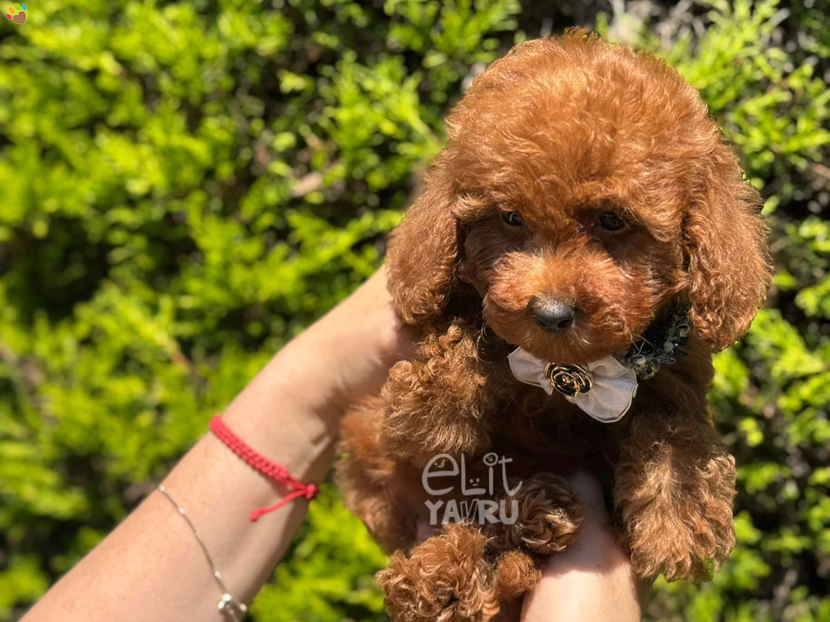 Poodle Tia 2