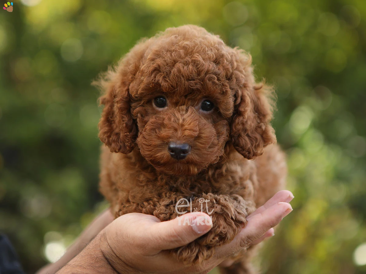 Poodle Timmy 2