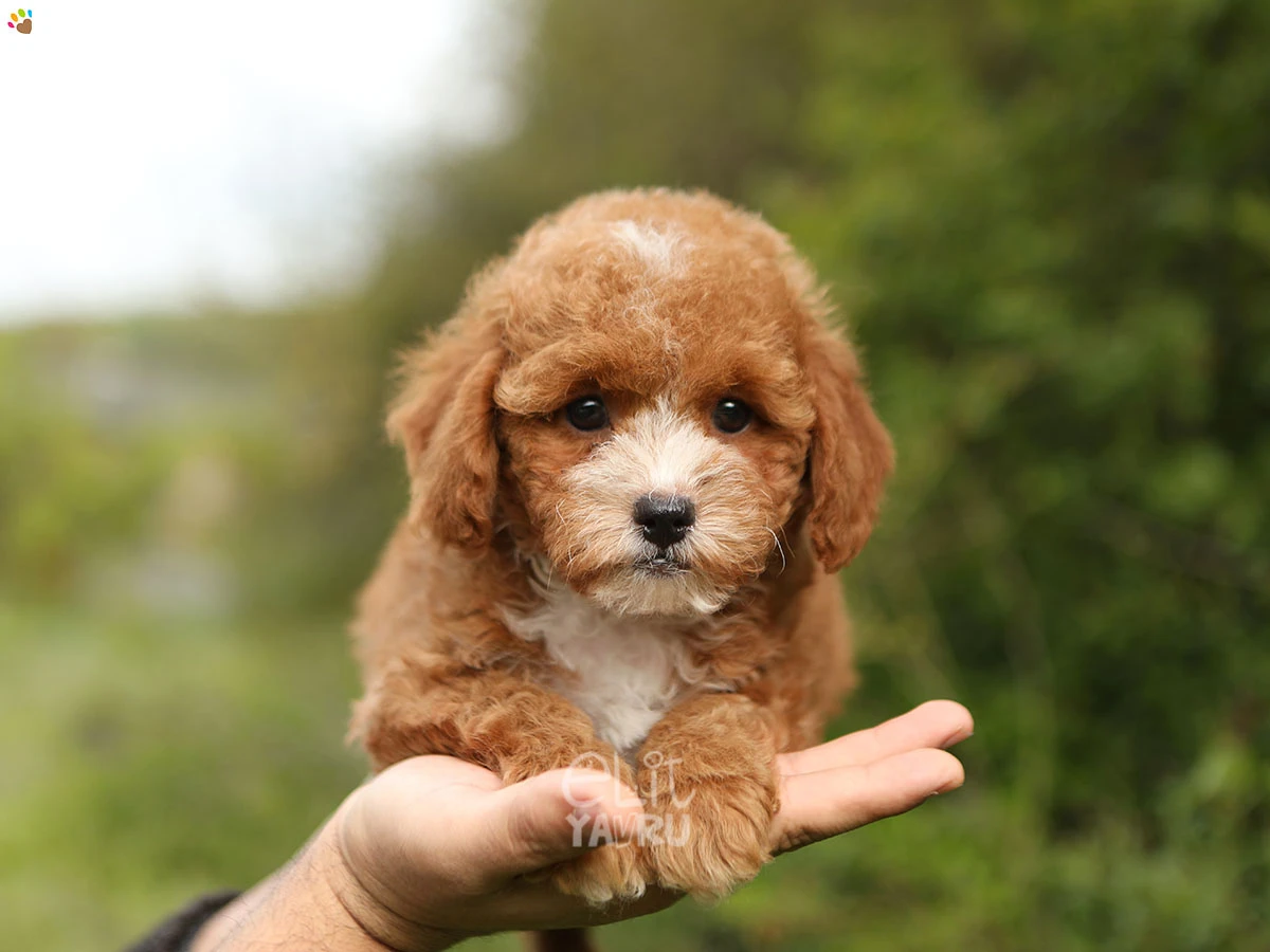 Poodle Timmy 3