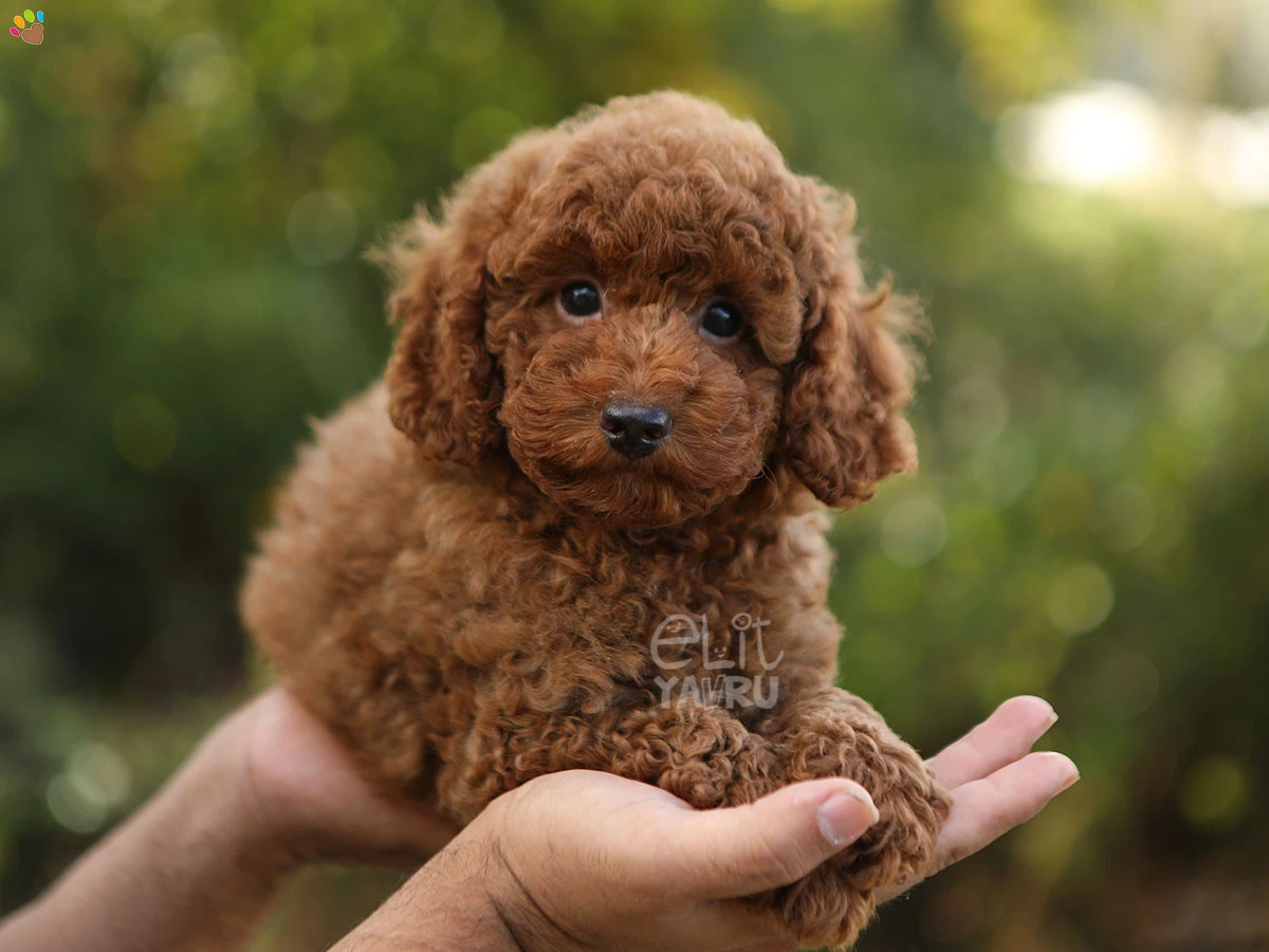 Poodle Timmy