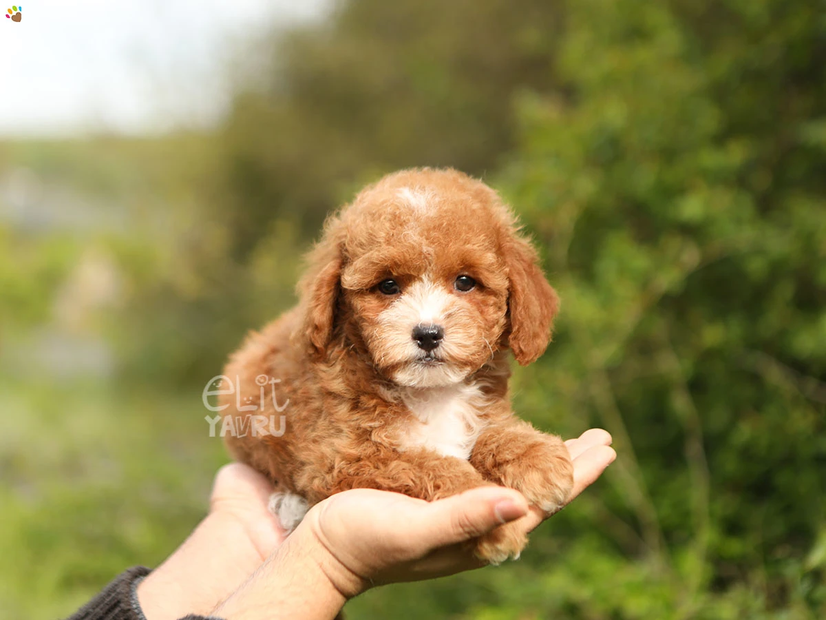Poodle Timmy