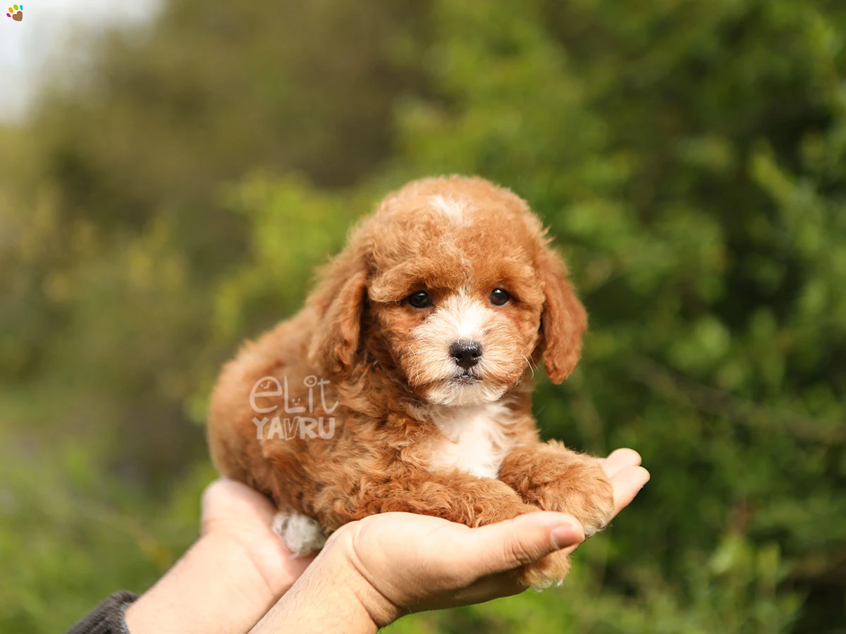 Poodle Timmy 1