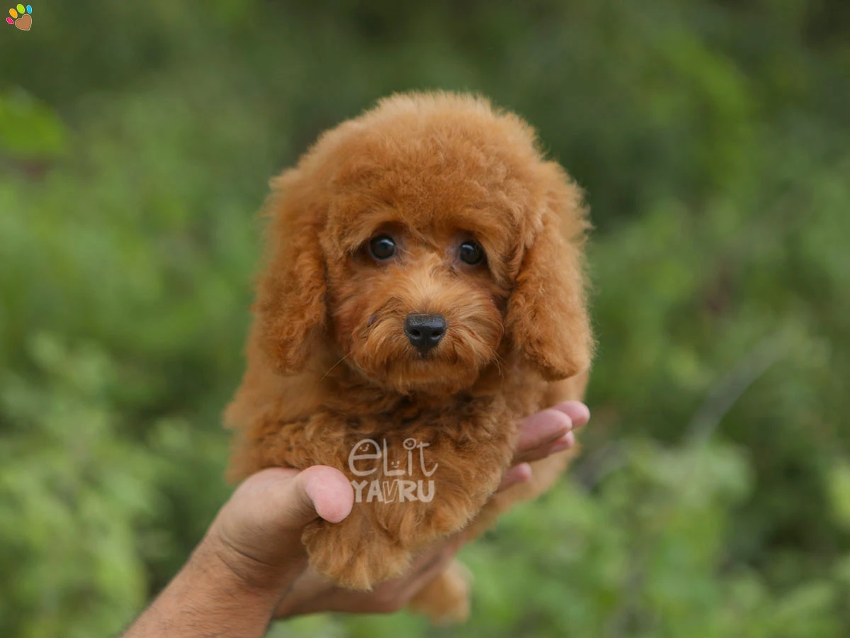 Poodle Tina 2
