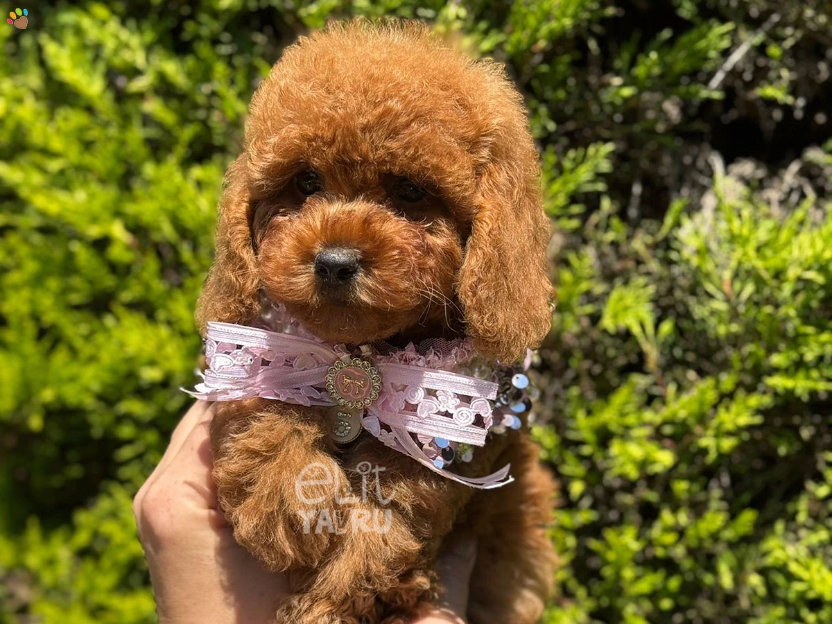 Poodle Tina 3