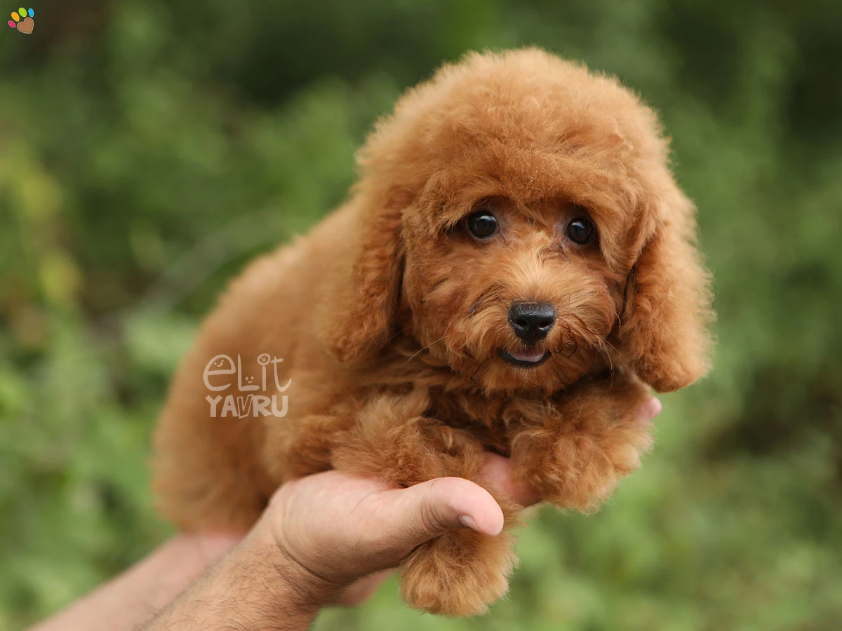Poodle Tina