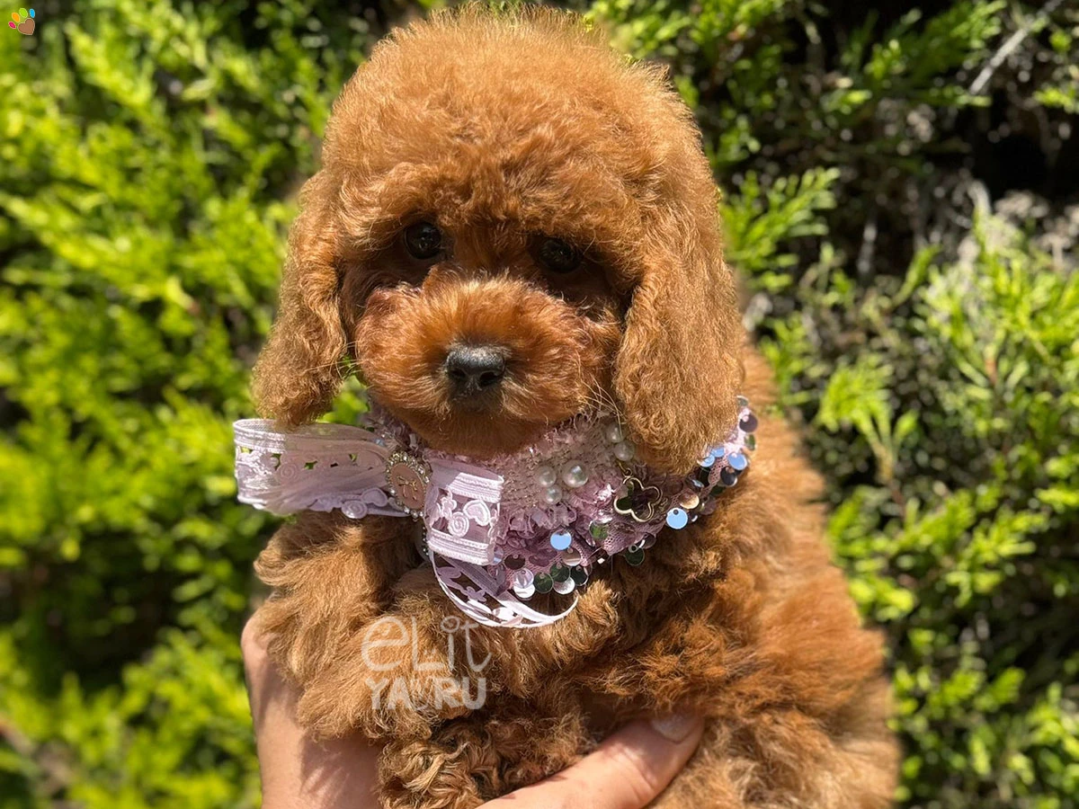 Poodle Tina