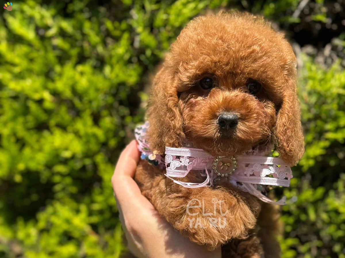 Poodle Tina 2