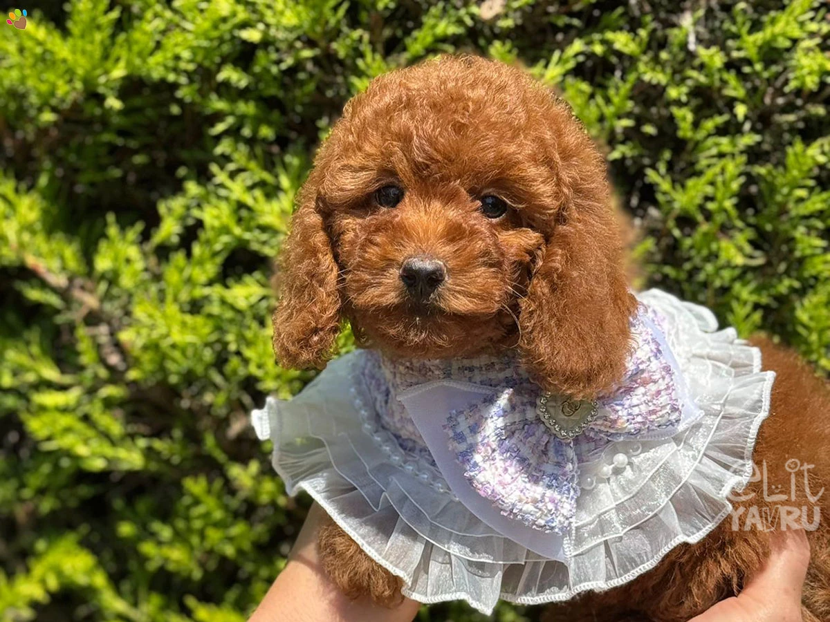 Poodle Toffee