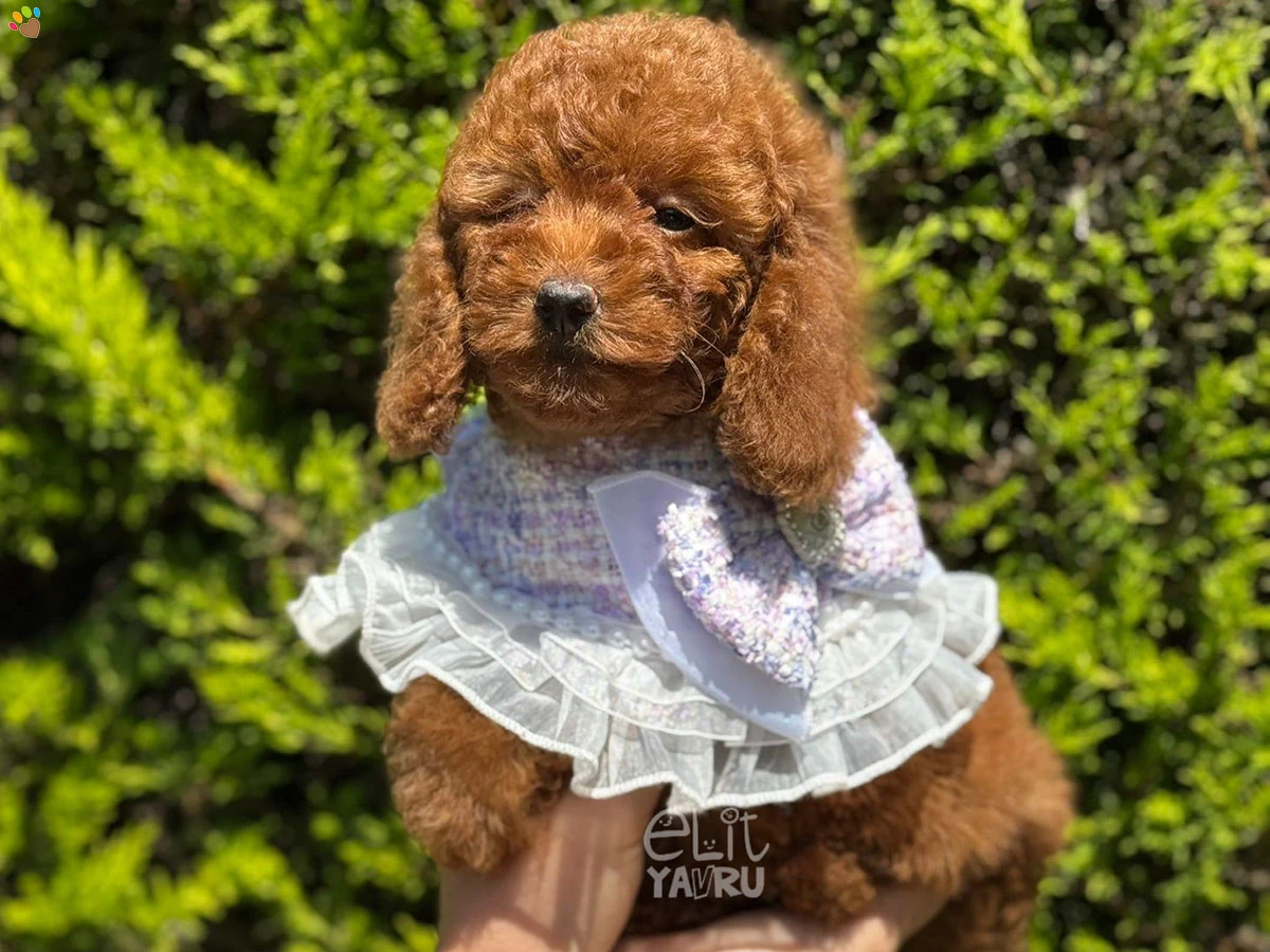 Poodle Toffee 3