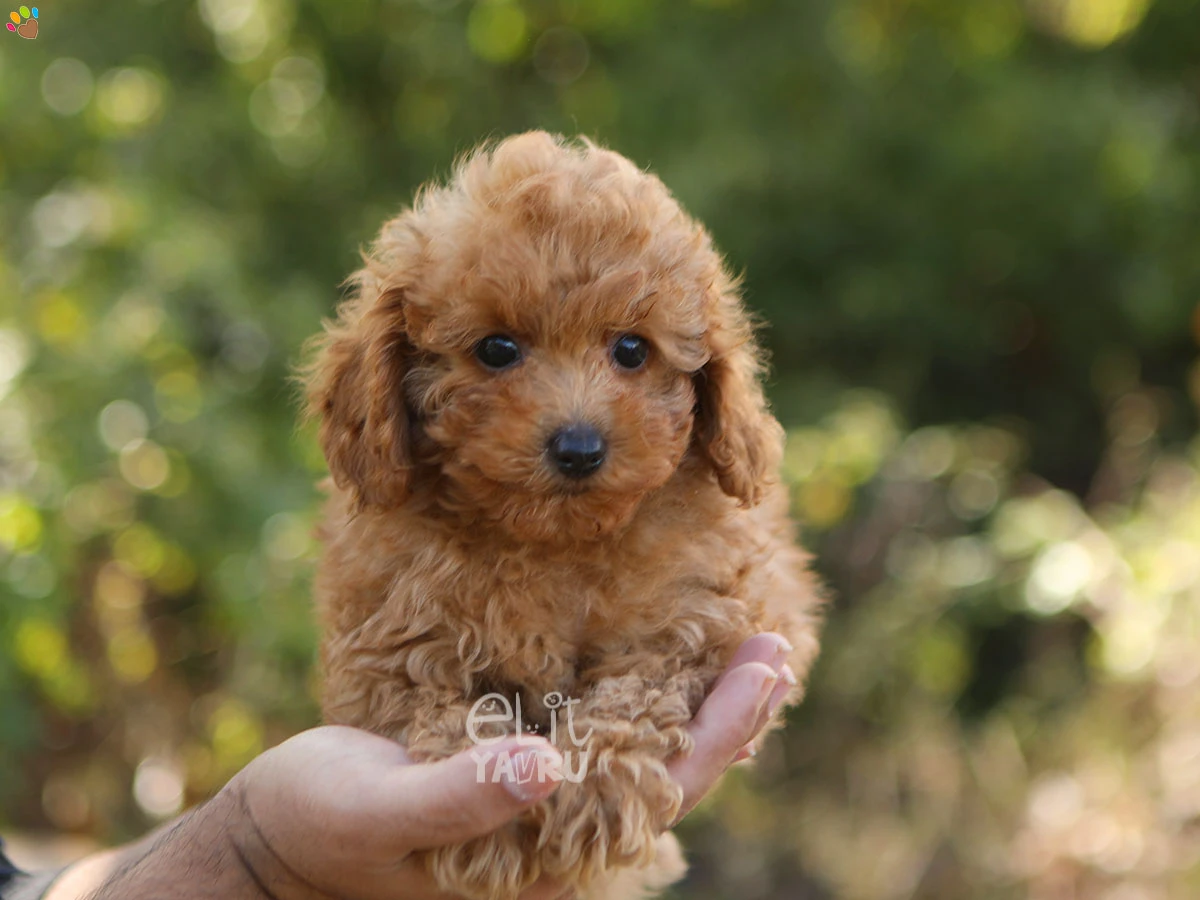 Poodle Tony