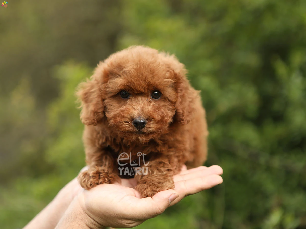 Poodle Tony
