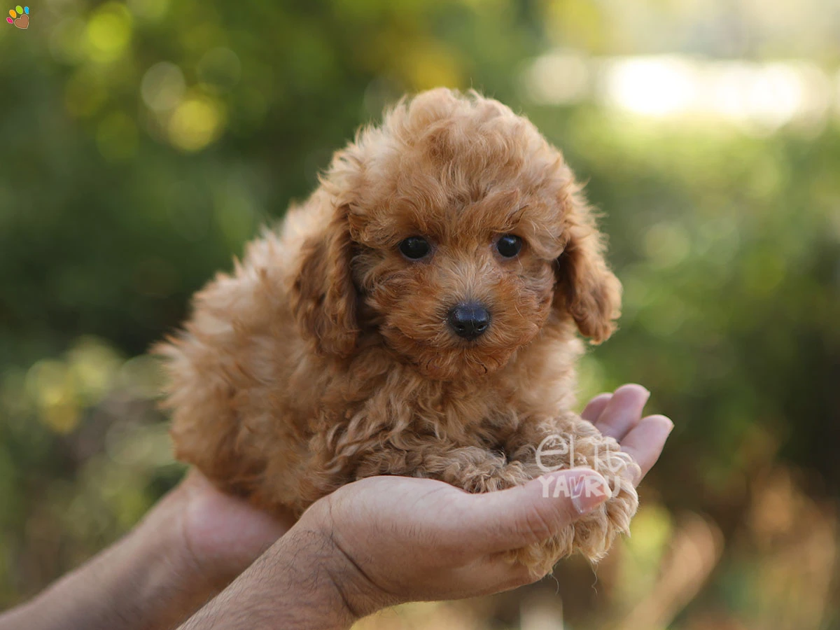 Poodle Tony 2