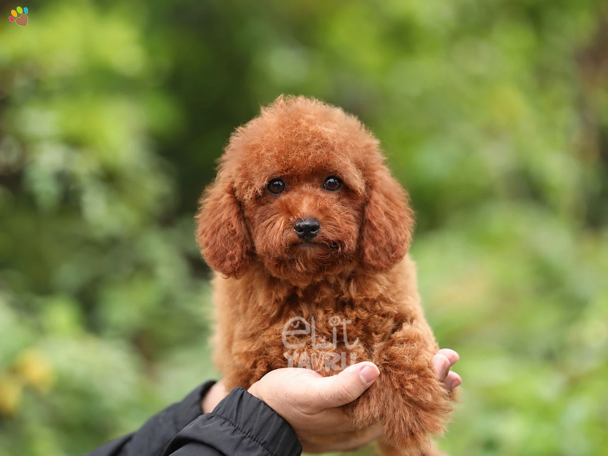 Poodle Trixie 3