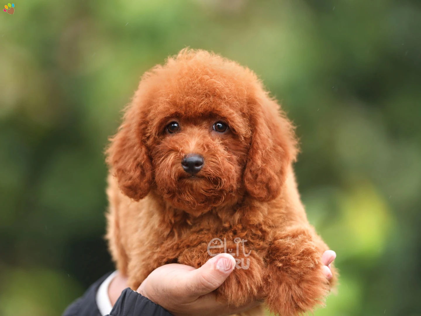 Poodle Trixie 2