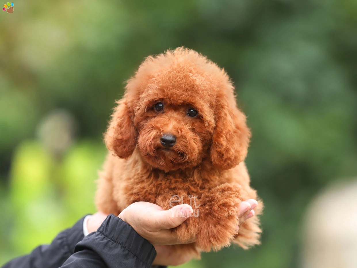 Poodle Trixie 1