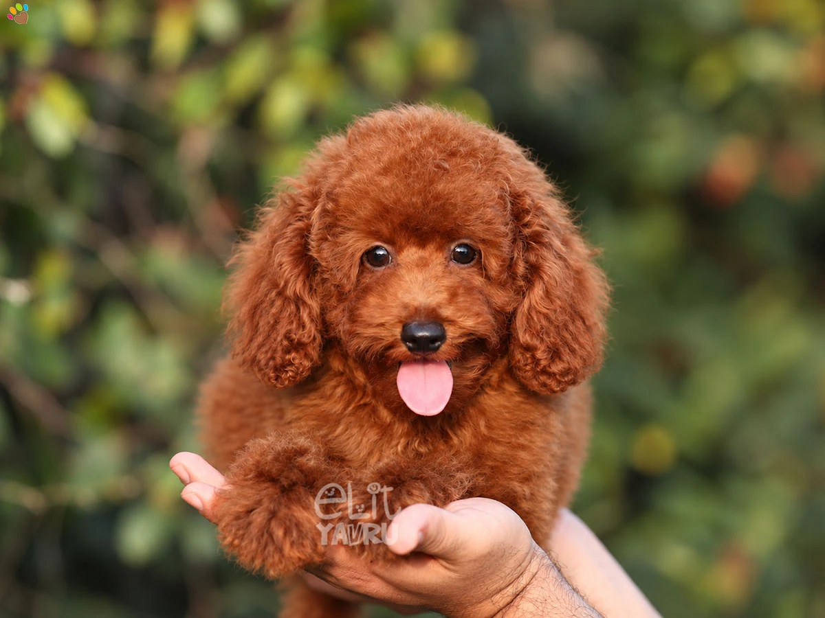 Poodle Twist 2