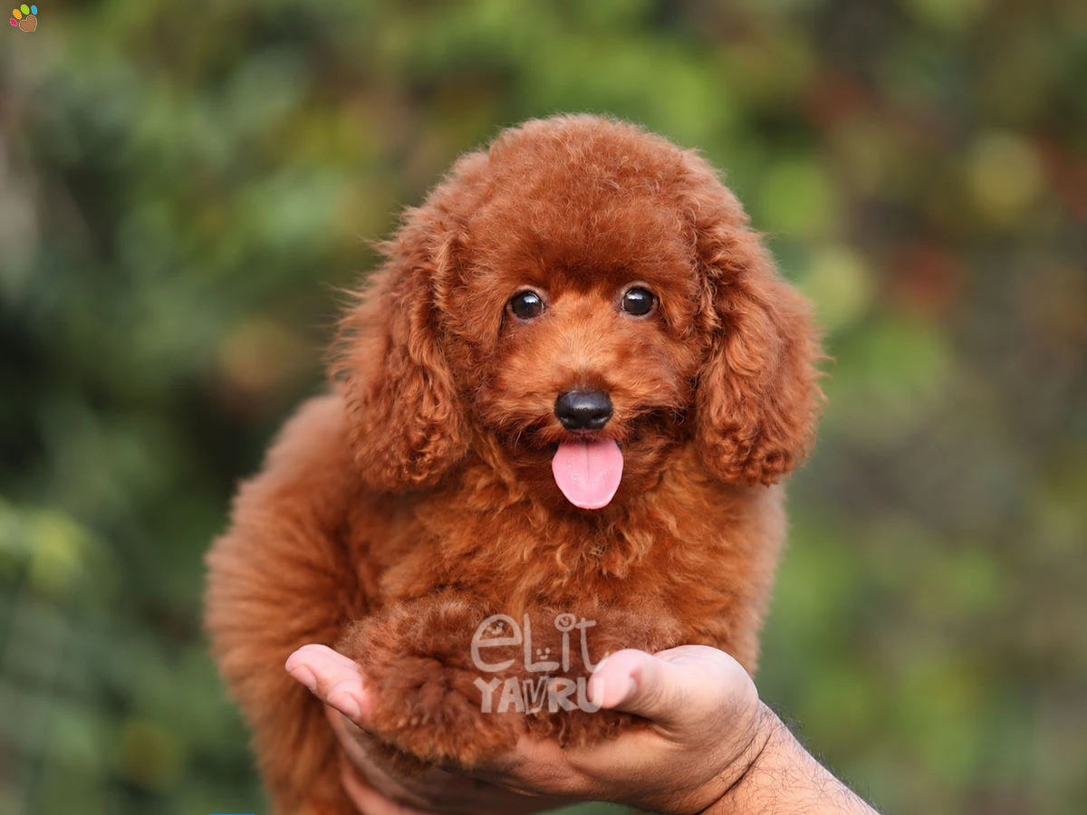Poodle Twist