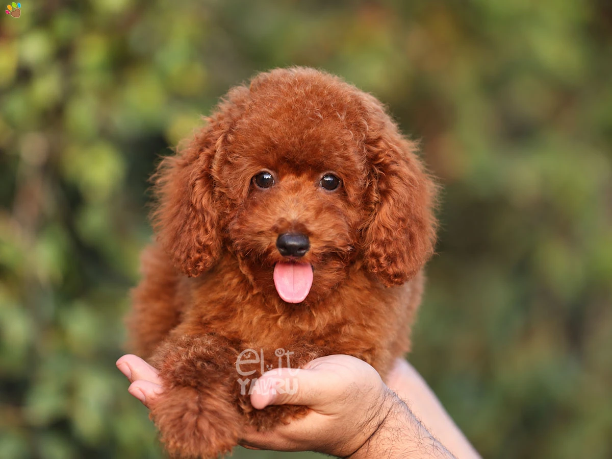 Poodle Twist 1