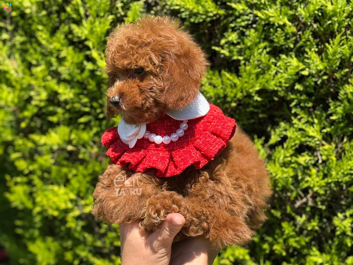 Poodle Ursula 3