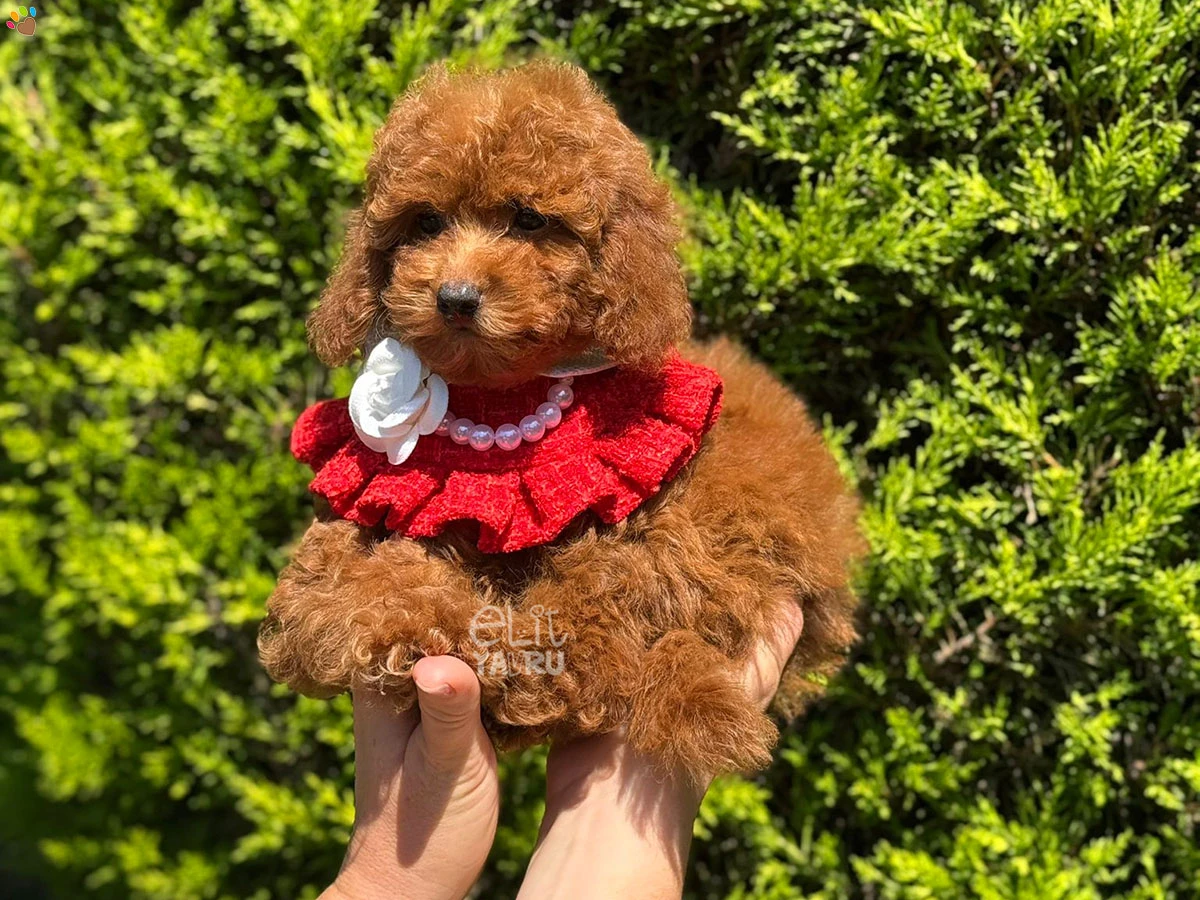 Poodle Ursula