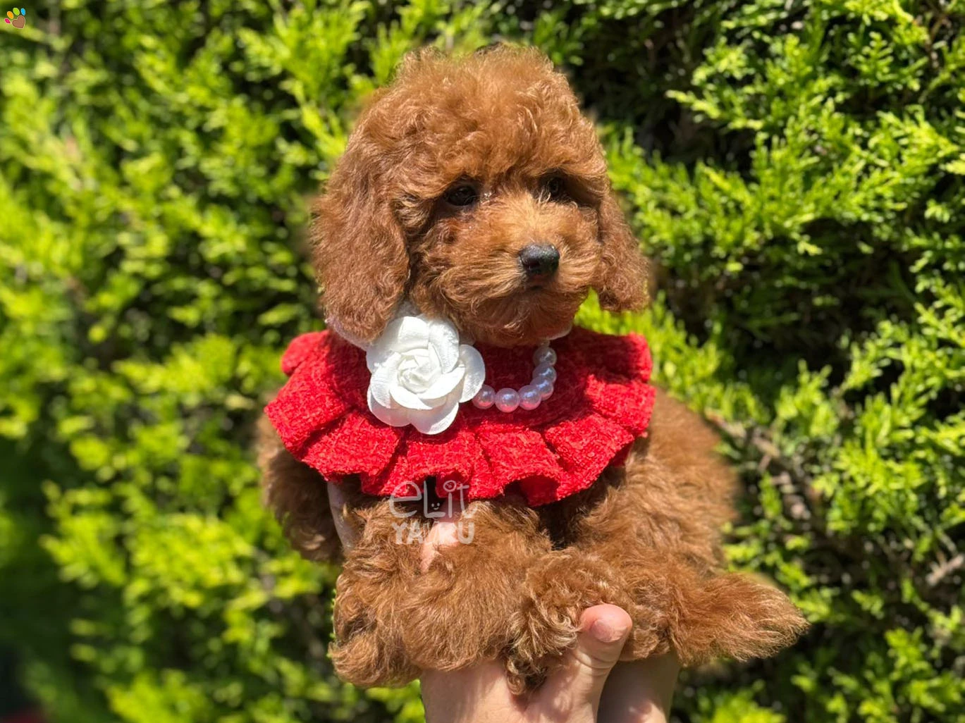 Poodle Ursula 1