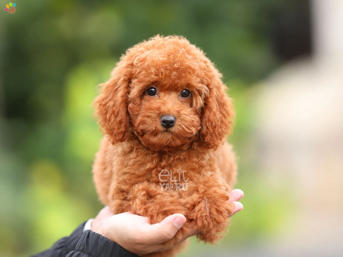 Poodle Venüs 3