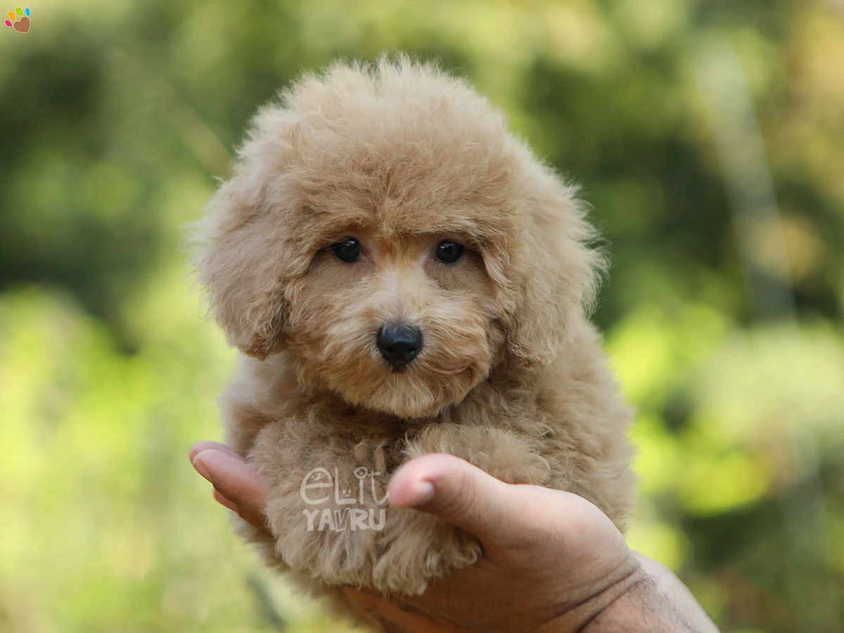 Poodle Venus