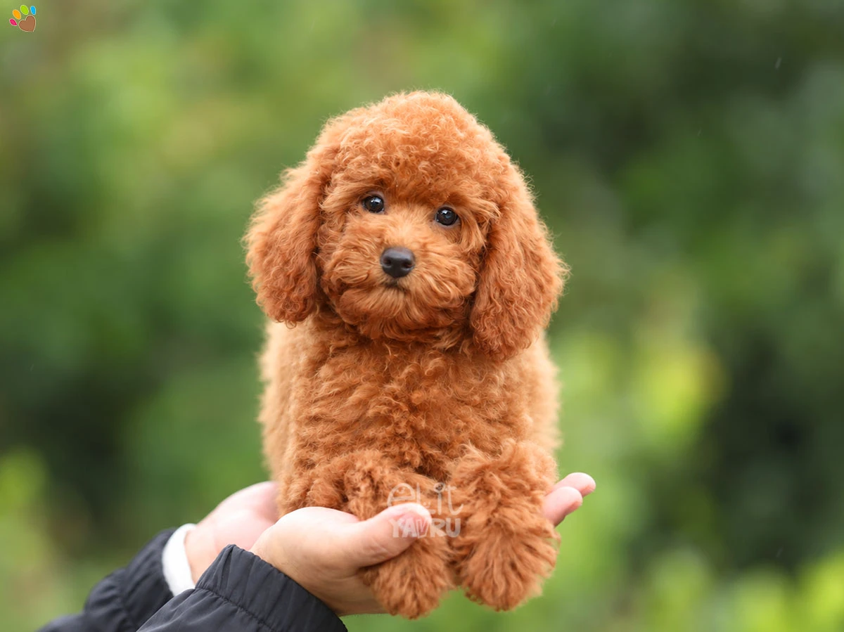 Poodle Venüs 1