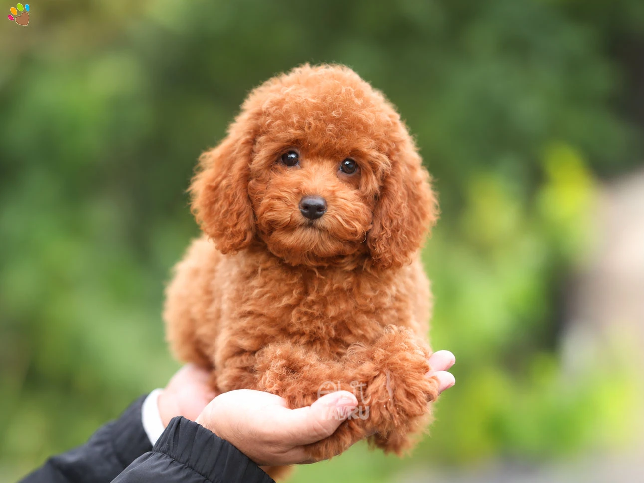 Poodle Venüs
