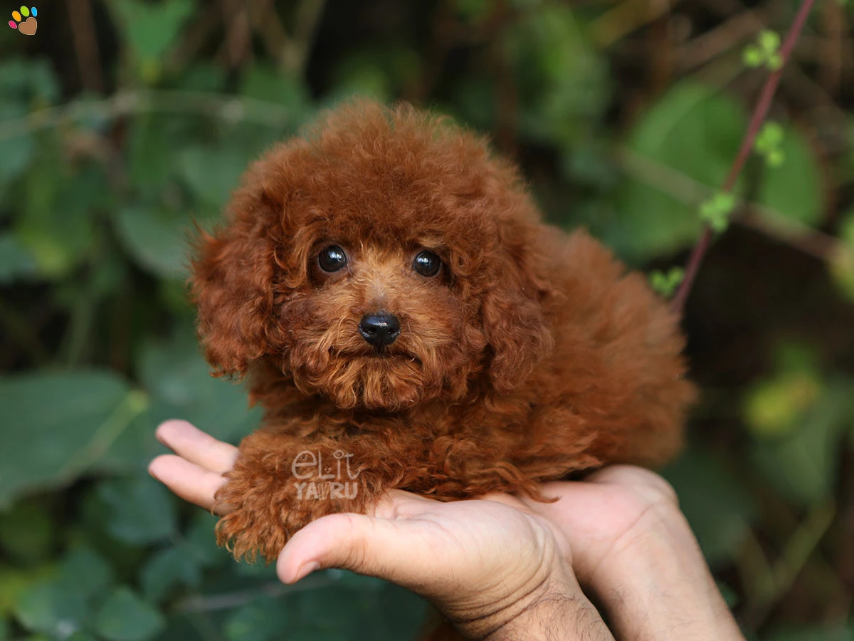 Poodle Watson