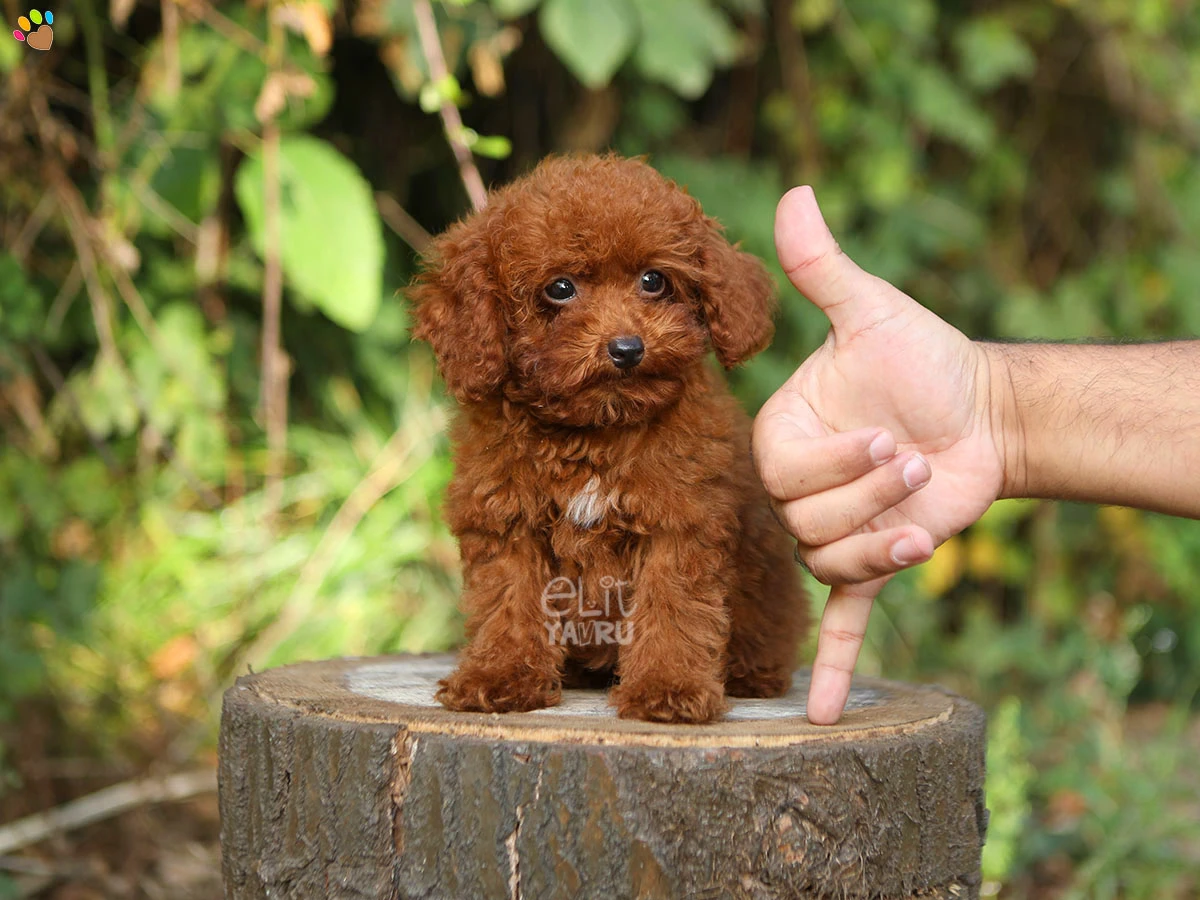 Poodle Woody