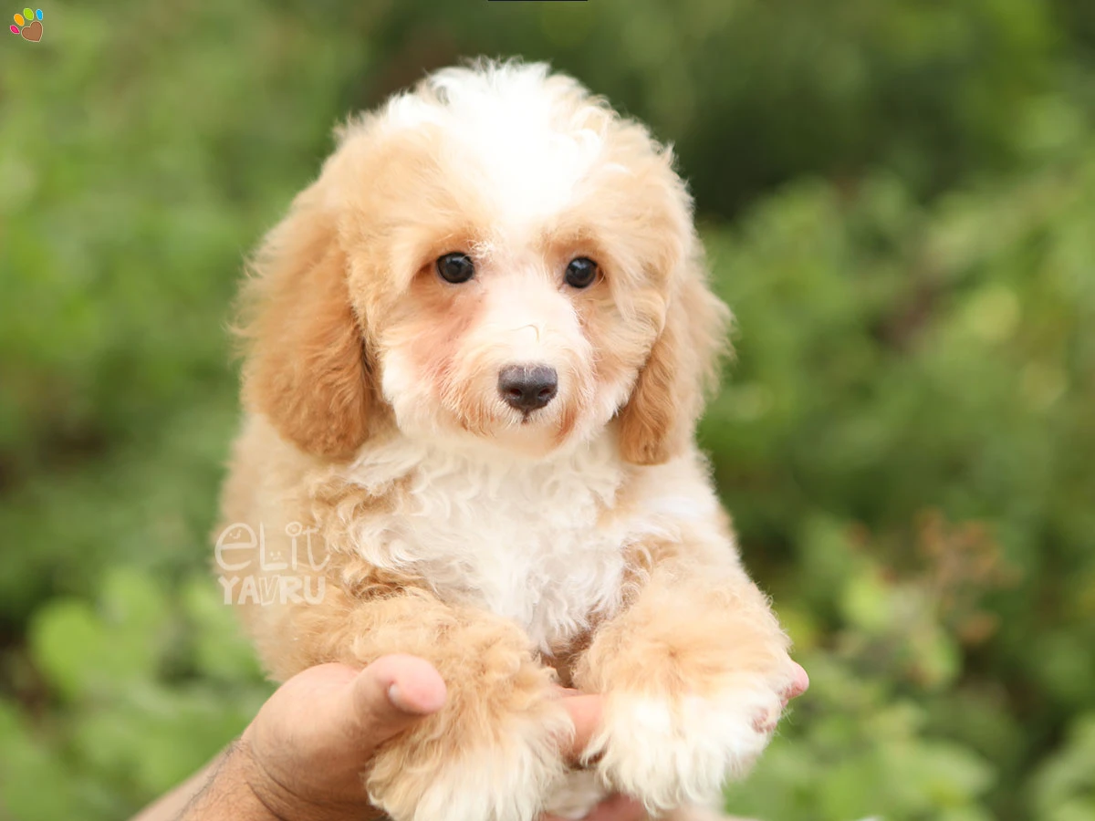 Poodle Yankee 2