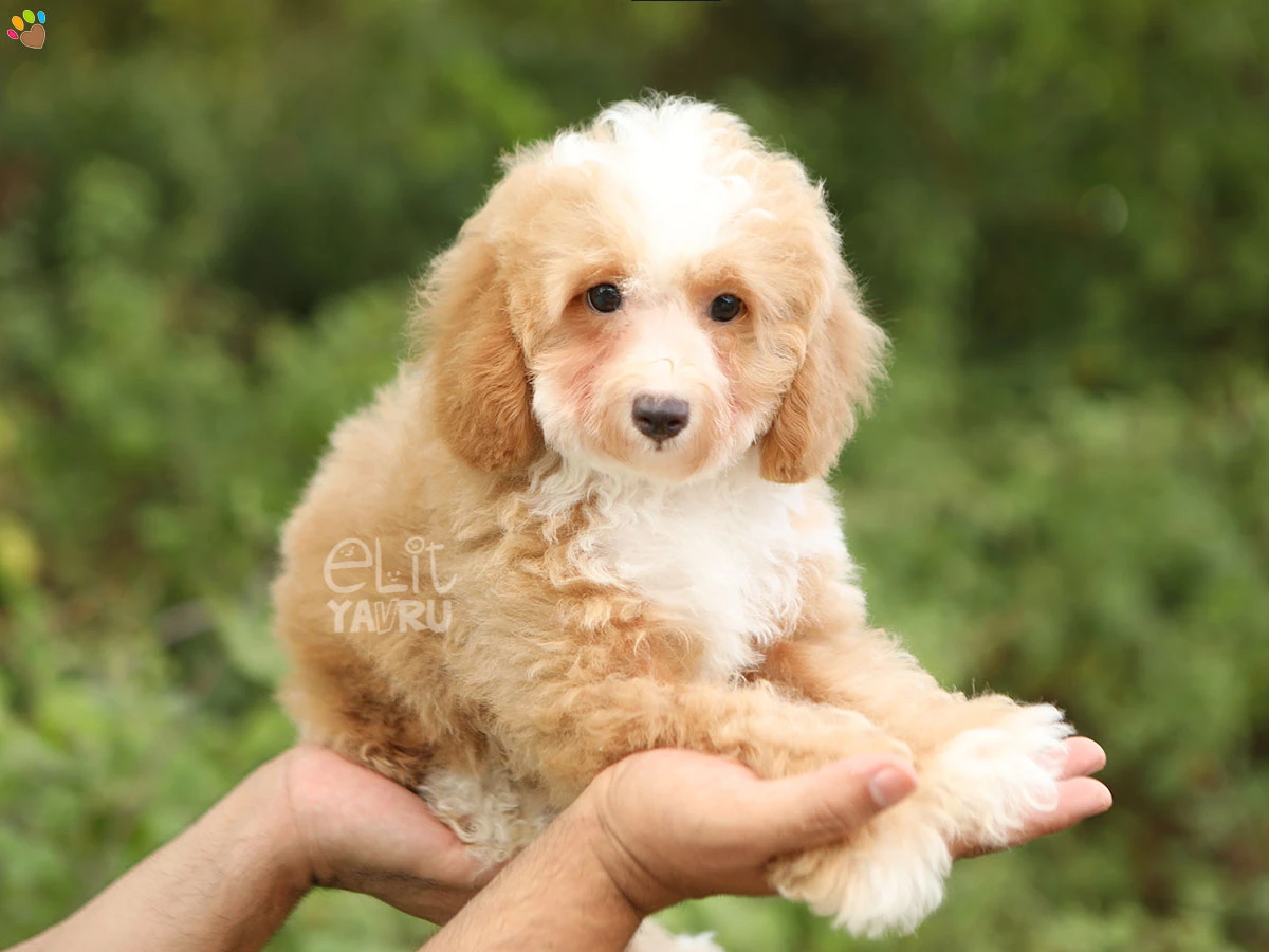 Poodle Yankee
