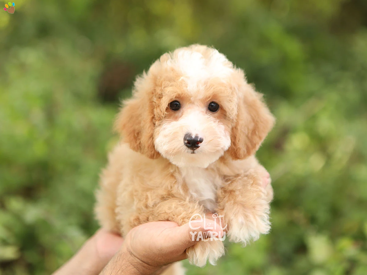 Poodle Yogi