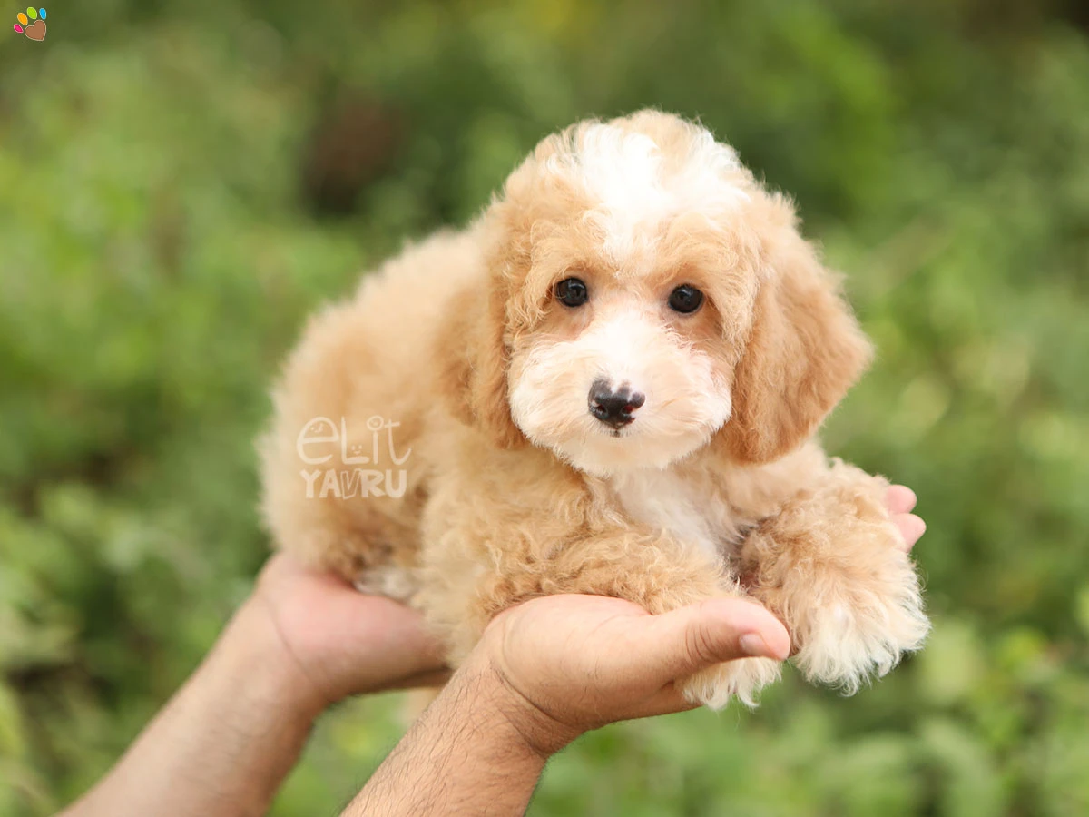 Poodle Yogi 1
