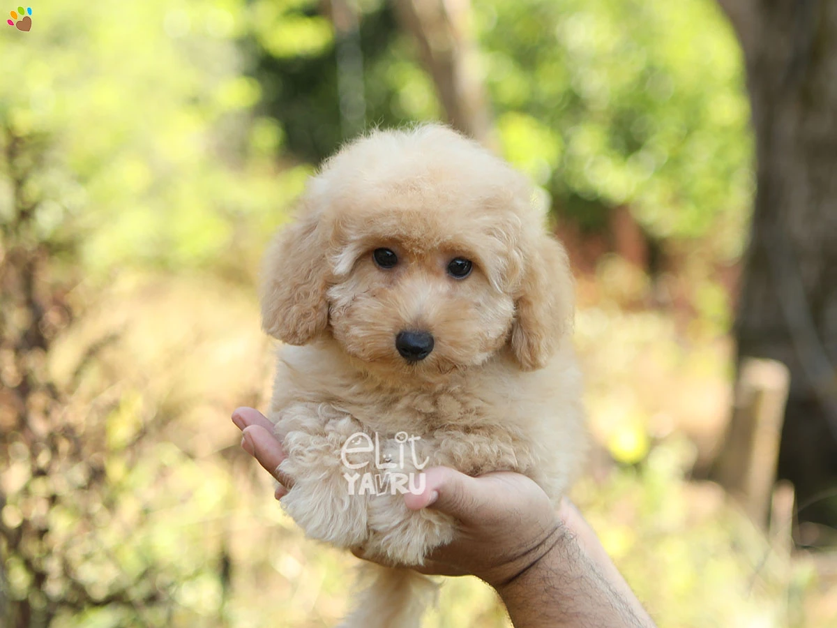 Poodle Yumi