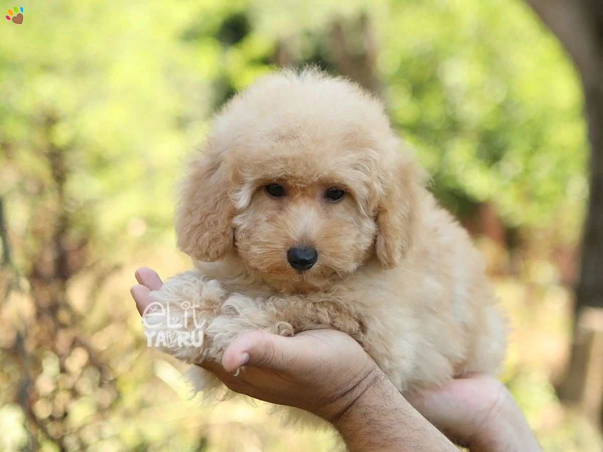 Poodle Yumi 2